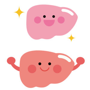 健康な肝臓