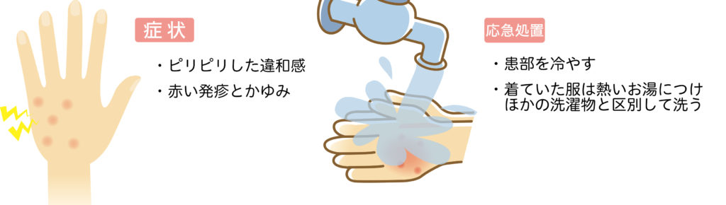 毛虫皮膚炎で病院を受診