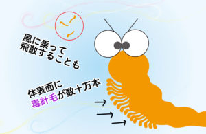 毛虫皮膚炎で病院を受診