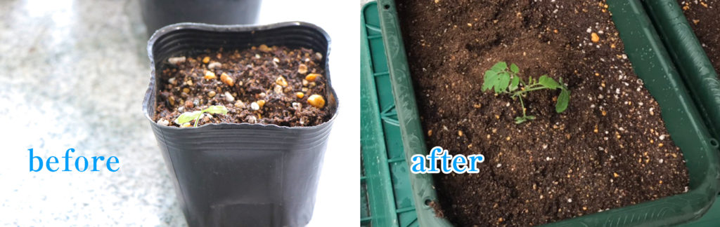 秋トマトの苗植え