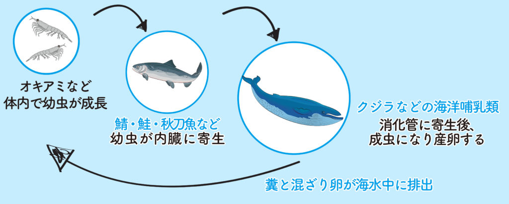 アニサキスによる食中毒
