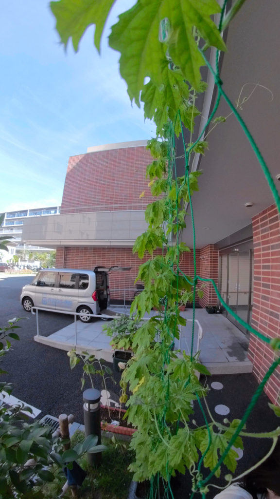 ゴーヤの花が咲きました