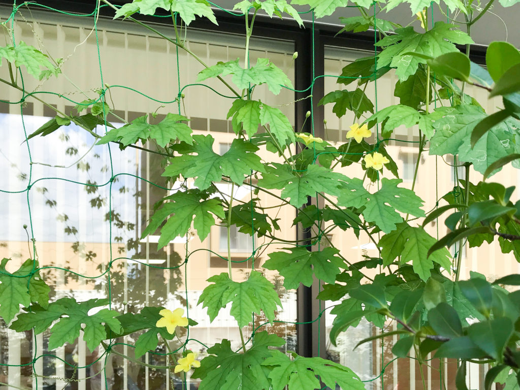 ゴーヤの花が咲きました