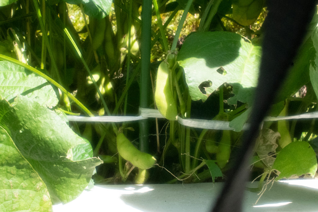 枝豆収穫＆試食会