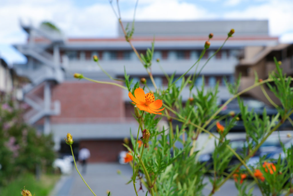 コスモスが咲き始めました