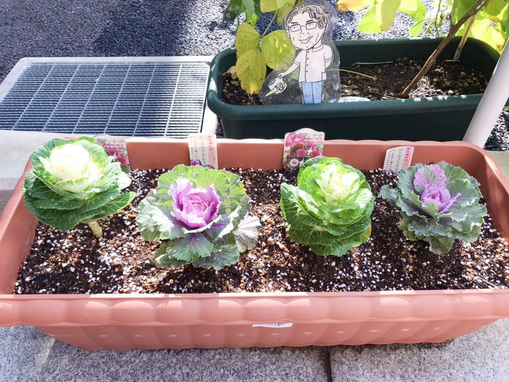 葉牡丹とスミレ&パンジーの植え替えを行いました