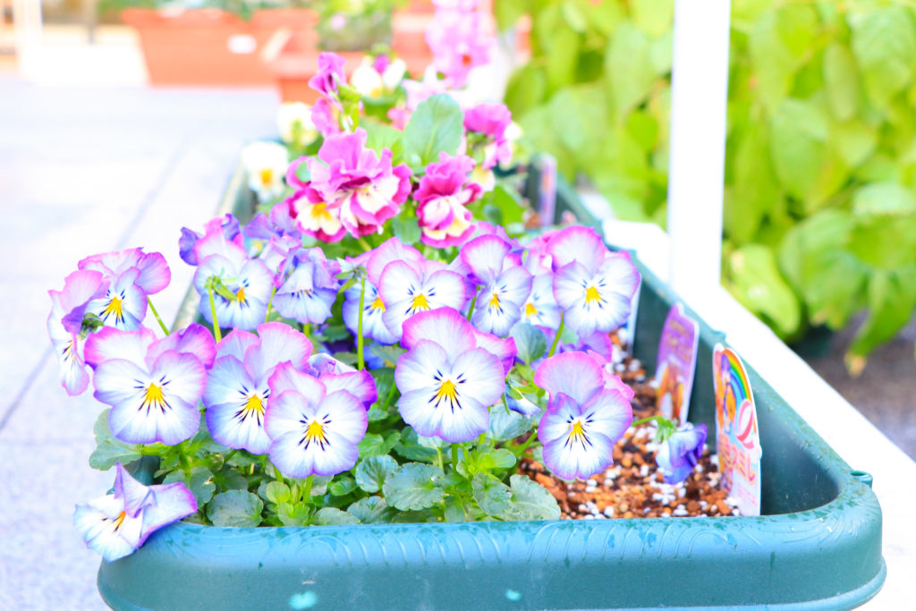 虹色スミレ伝説の八重パンジー