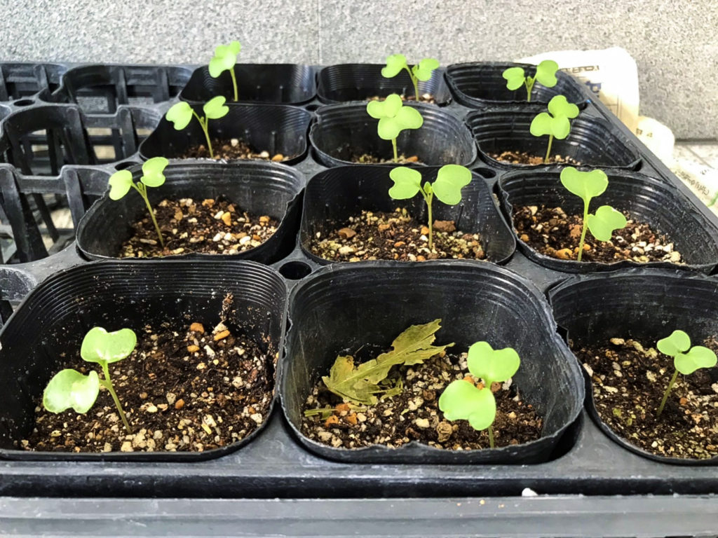 発芽したブロッコリー