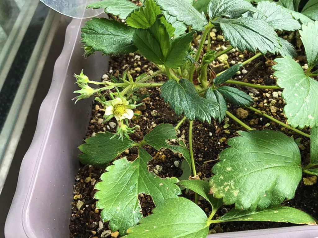 イチゴの花が咲きました