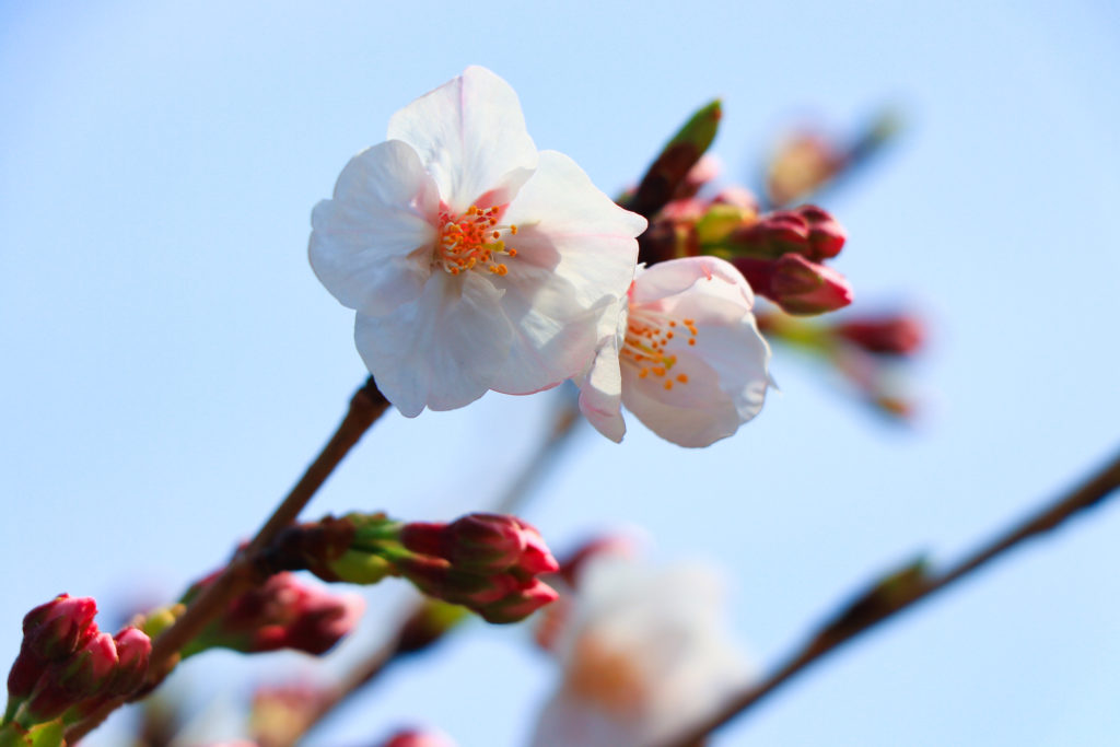 西宮回生病院 桜 夙川沿い 開花宣言 