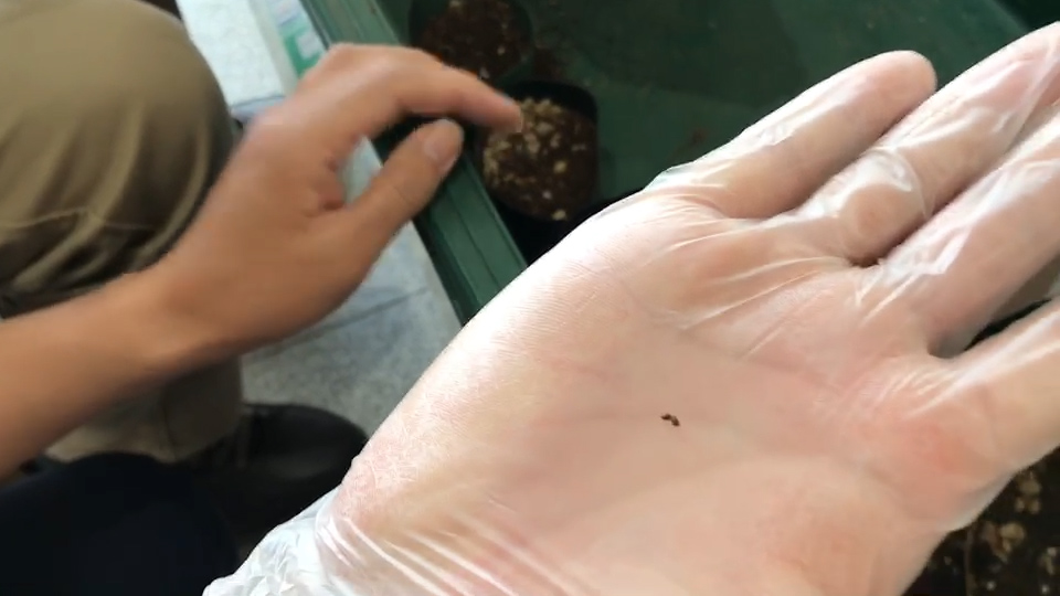 西宮回生病院 デイケア 緑化活動 バジル