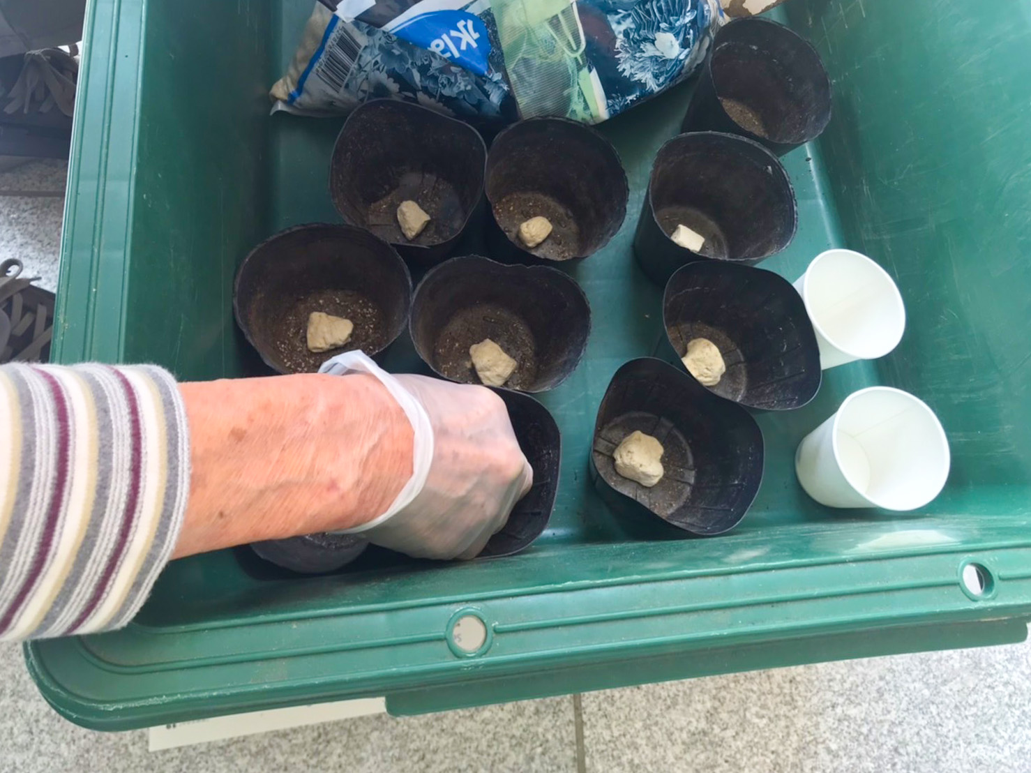 西宮回生病院 デイケア 緑化活動 ゴーヤ