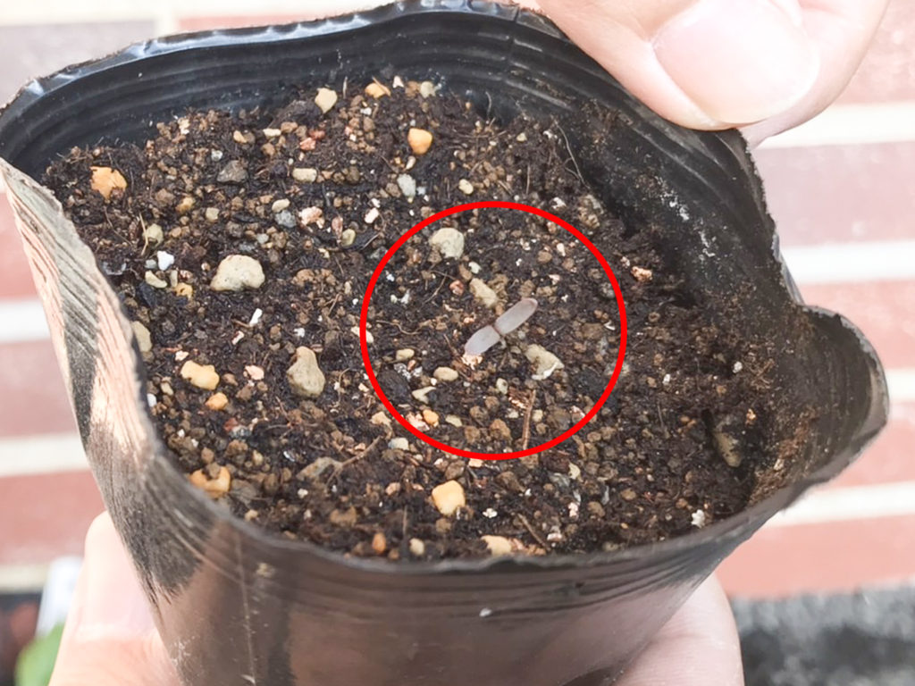 デイケア緑化活動