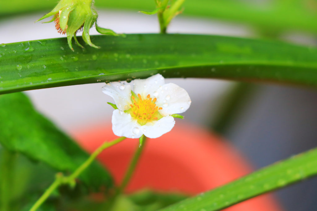 西宮回生病院 屋上 花 園芸療法 リハビリ