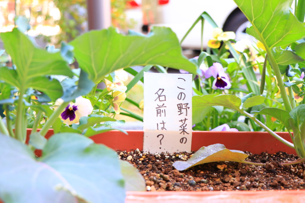 デイケア緑化活動の様子