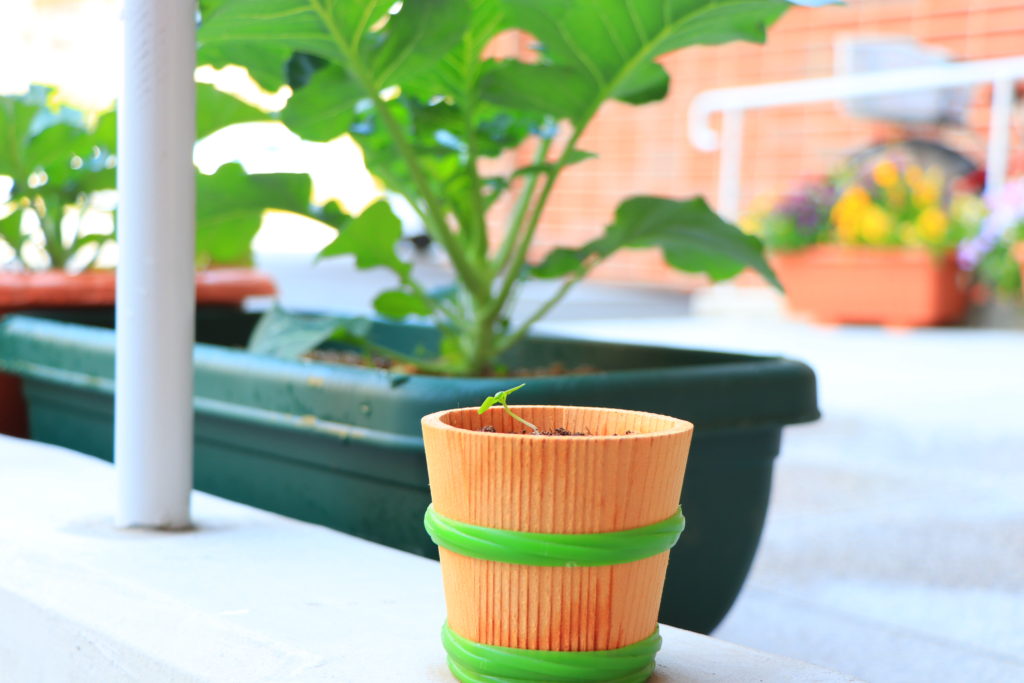 デイケア緑化活動