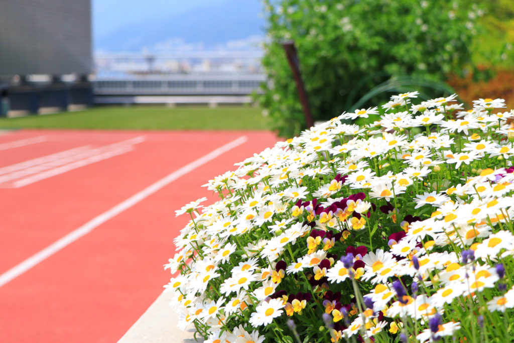 西宮回生病院 屋上 花 園芸療法 リハビリ