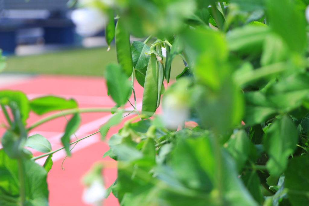 西宮回生病院 屋上 花 園芸療法 リハビリ