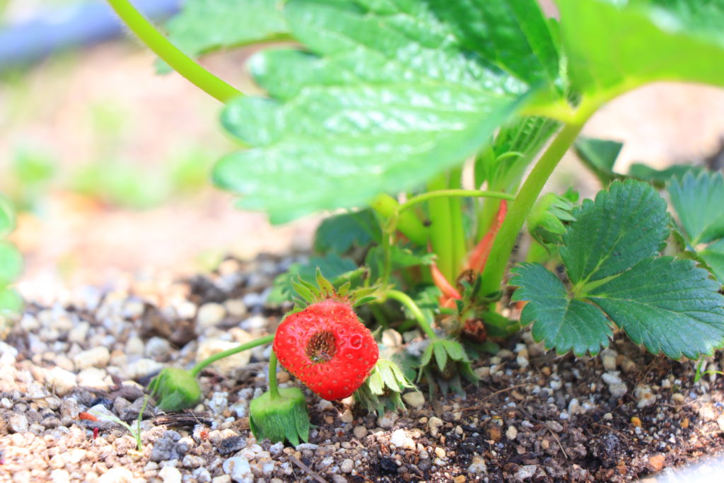 西宮回生病院 屋上 花 園芸療法 リハビリ
