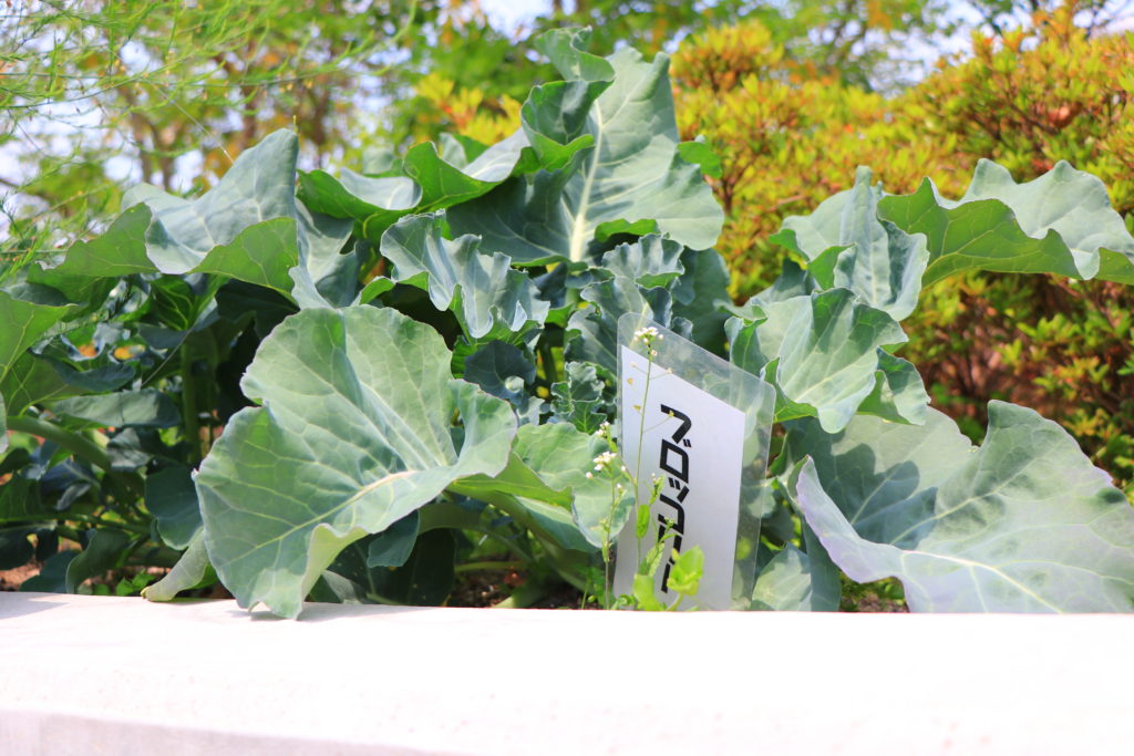 西宮回生病院 屋上 花 園芸療法 リハビリ