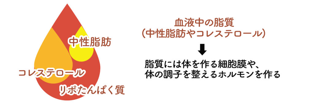 HDLコレステロールとLDLコレステロールとは？