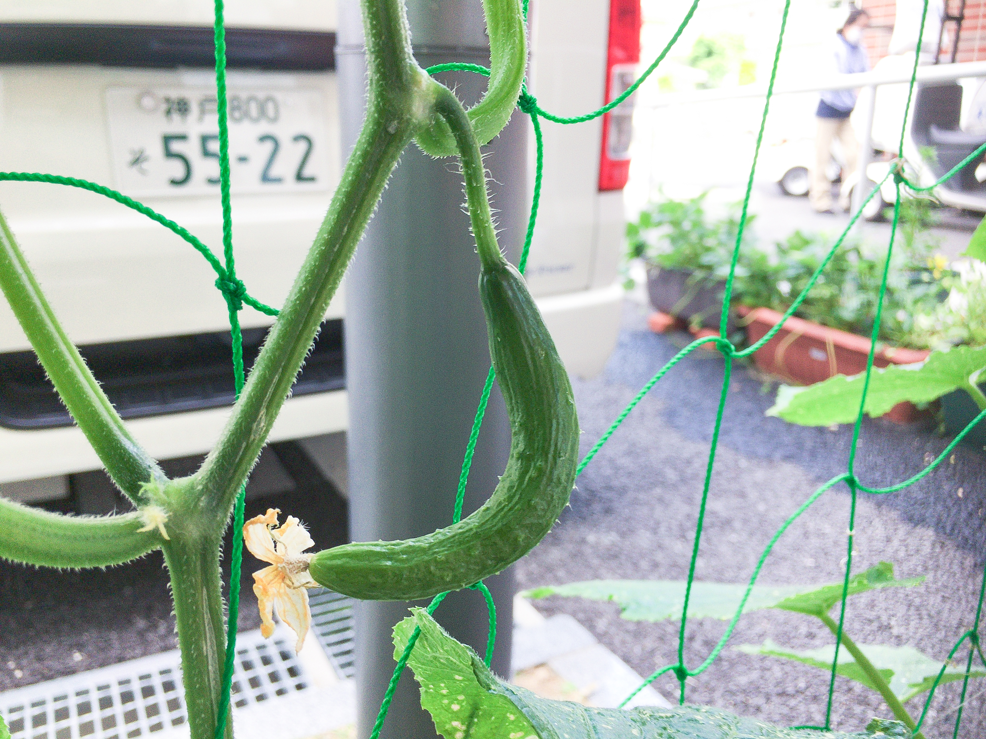 きゅうりのあかちゃん