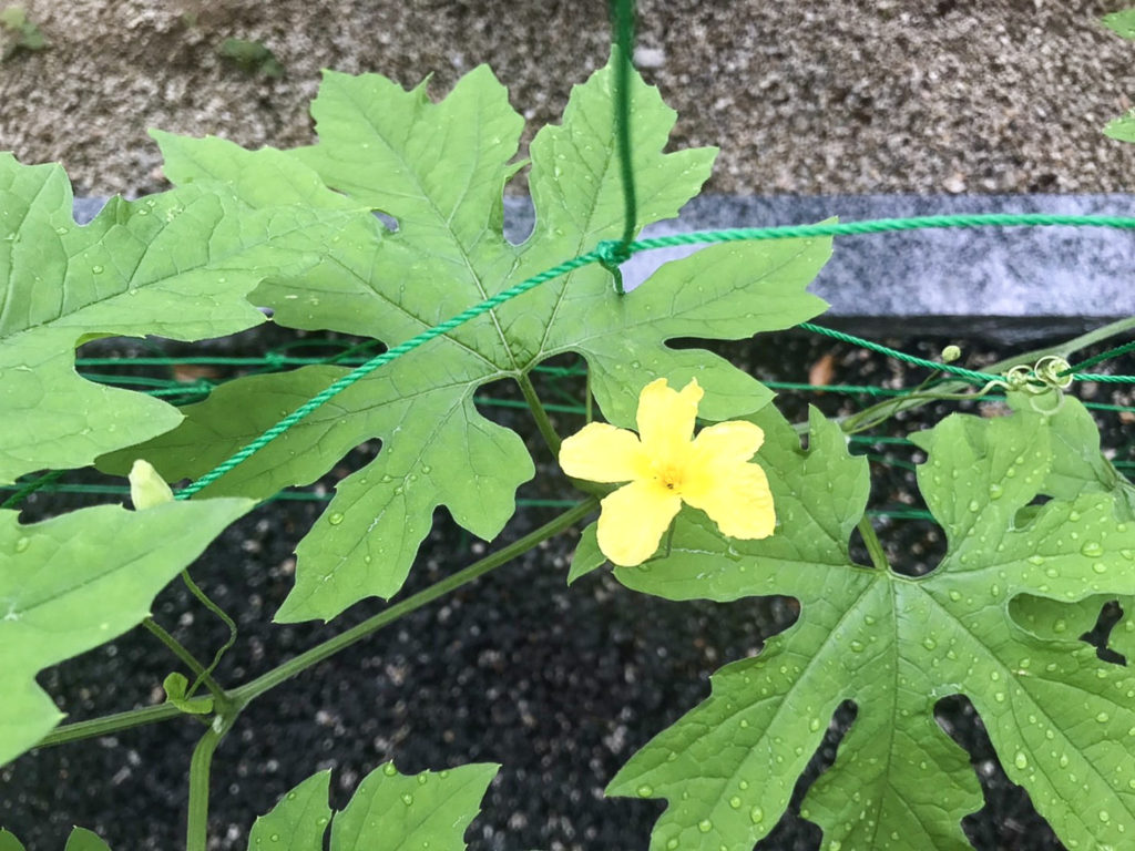 ゴーヤの花！