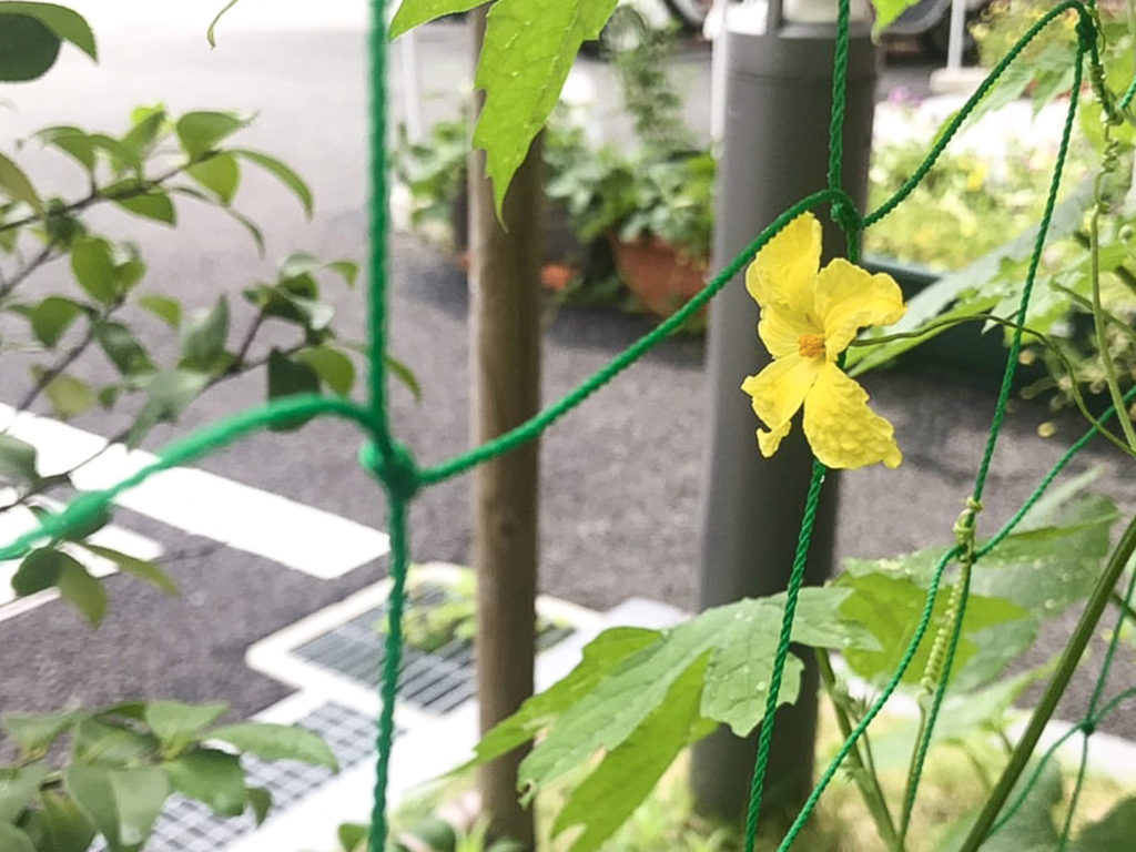 ゴーヤの花！！
