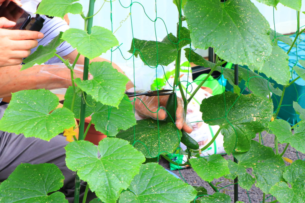 きゅうりチョッキン！