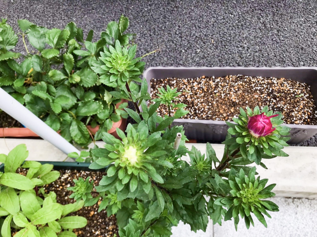 アスター開花？