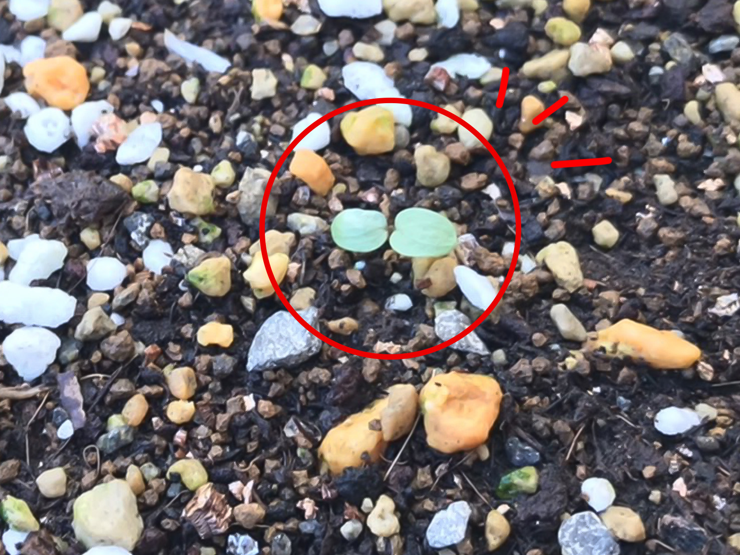 ネモフィラ発芽