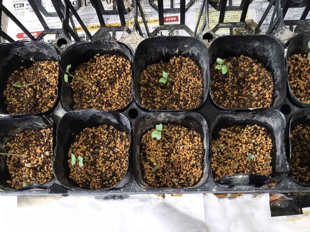 ブロッコリーが発芽しました