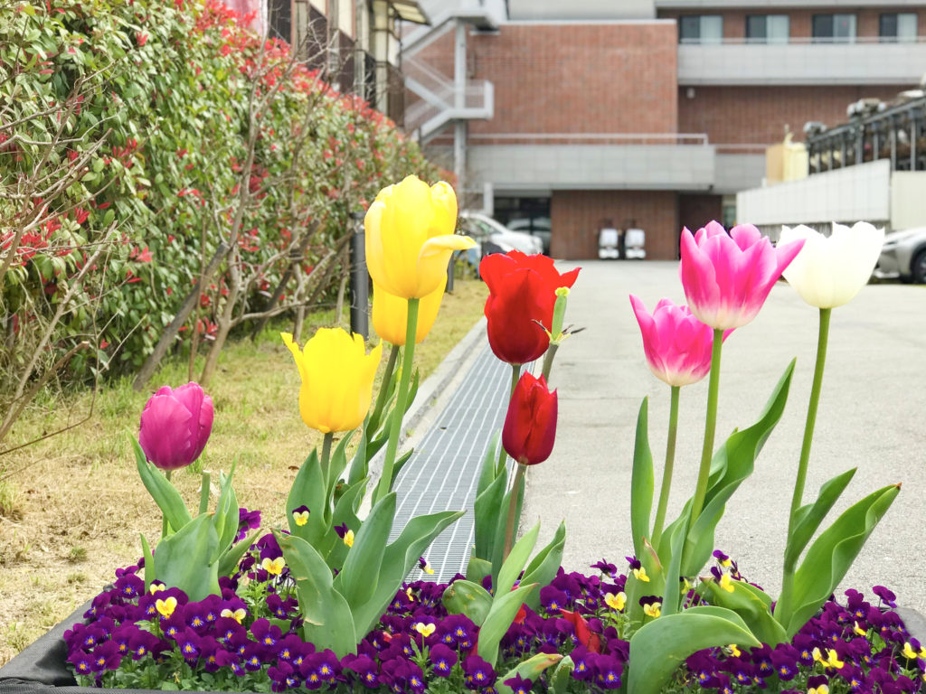 職員用通行口から見たチューリップ