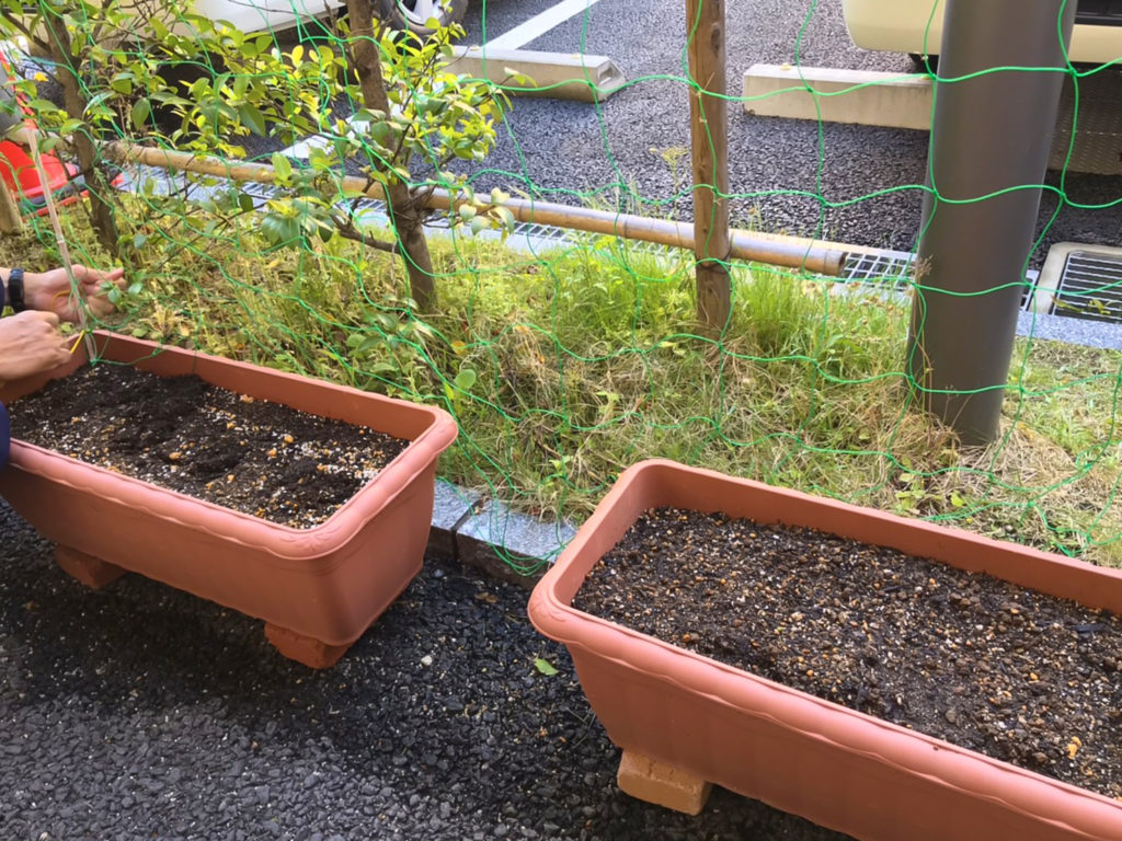 朝顔のプランター