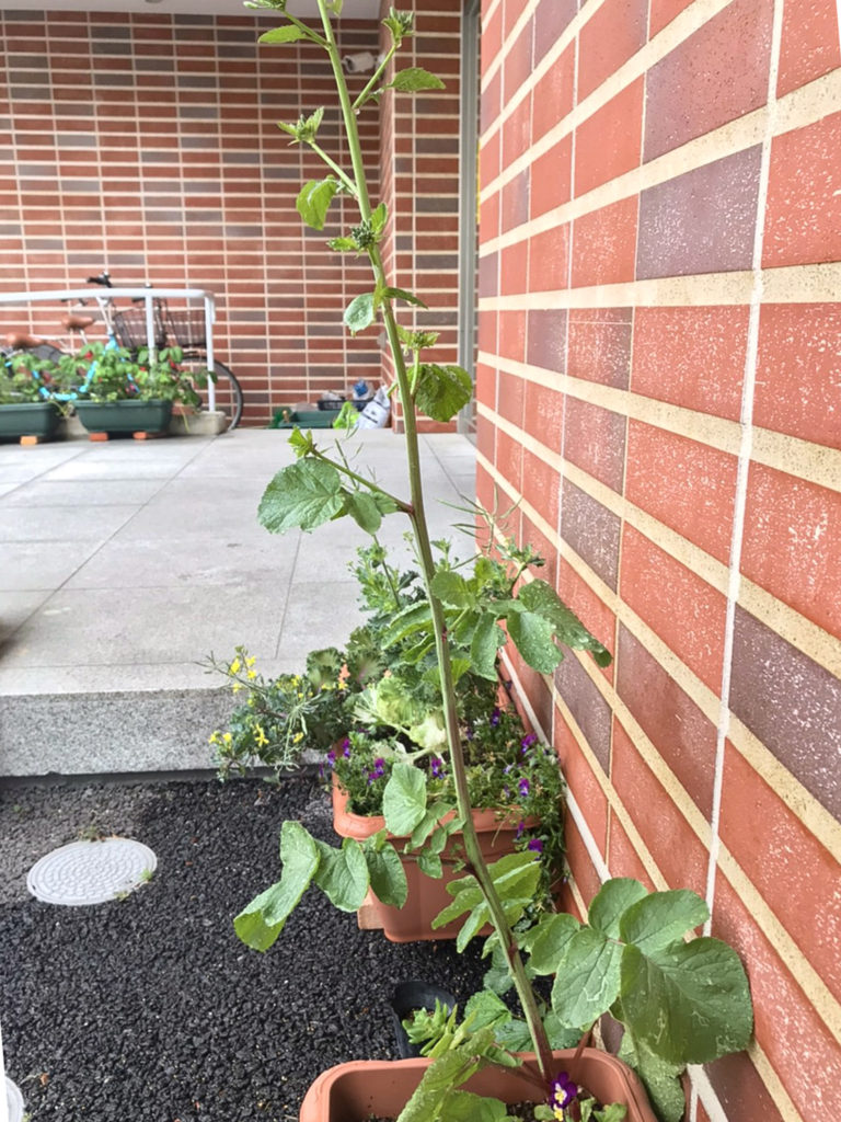 二十日大根の成長