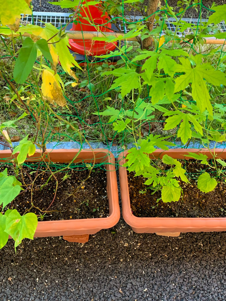 緑のカーテン20210810_2