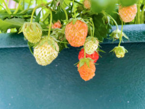 デイケア緑化活動_0512