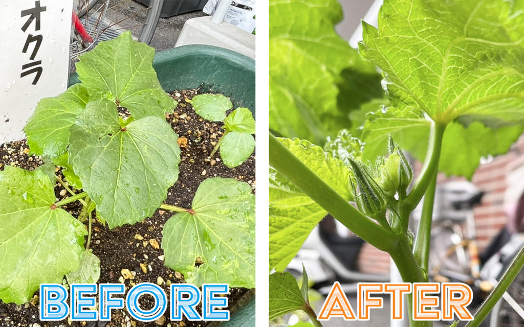 デイケア緑化活動_0614