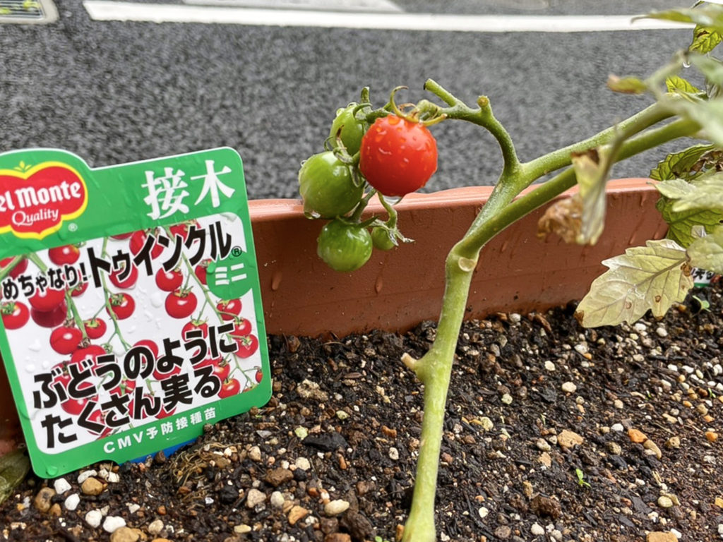 デイケア緑化活動_0614_2