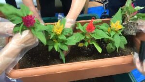 【デイケア】9月の緑化活動＆園芸療法