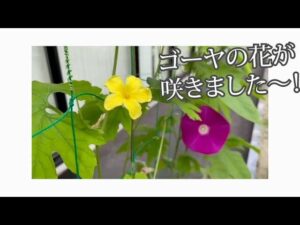 【デイケア】7月の緑化活動