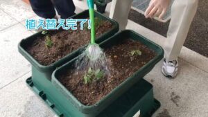 【デイケア】8月の緑化活動