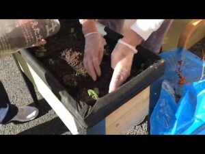 【デイケア】11月の緑化活動