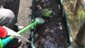 【デイケア】4月の緑化活動