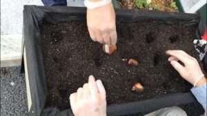 【デイケア】9月の緑化活動