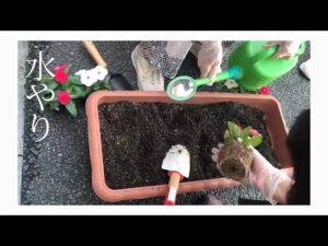 【デイケア】6月の緑化活動