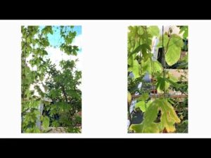 【デイケア】8月の緑化活動