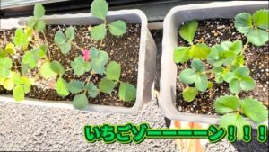 【デイケア】11月の緑化活動