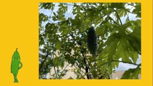 【デイケア】8月の緑化活動