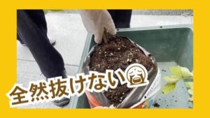 【デイケア】6月の緑化活動